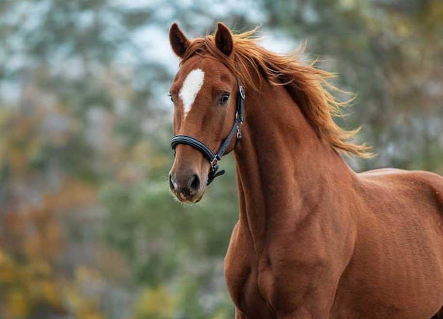 Welche Stalldecke passt zu deinem Pferd? Pferd